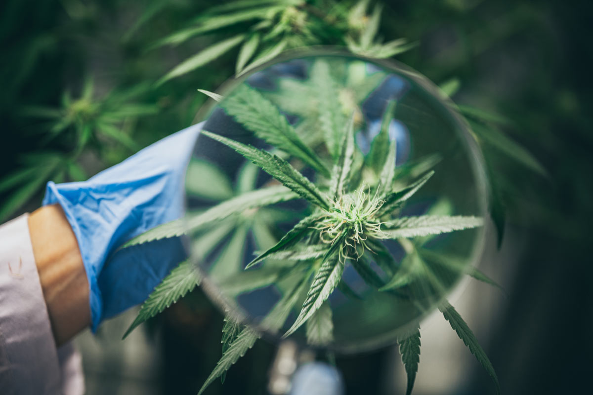 Cannabispflanze