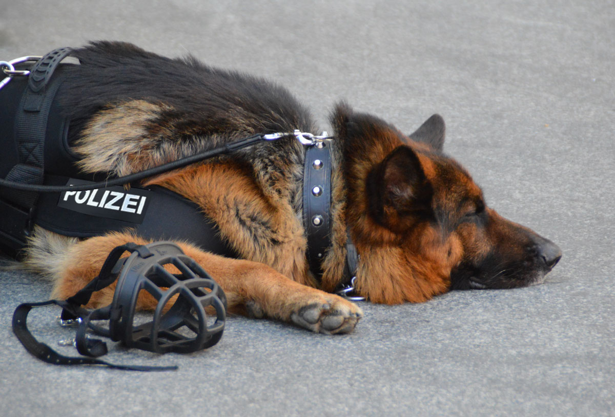 Polizeihund Durchsuchung